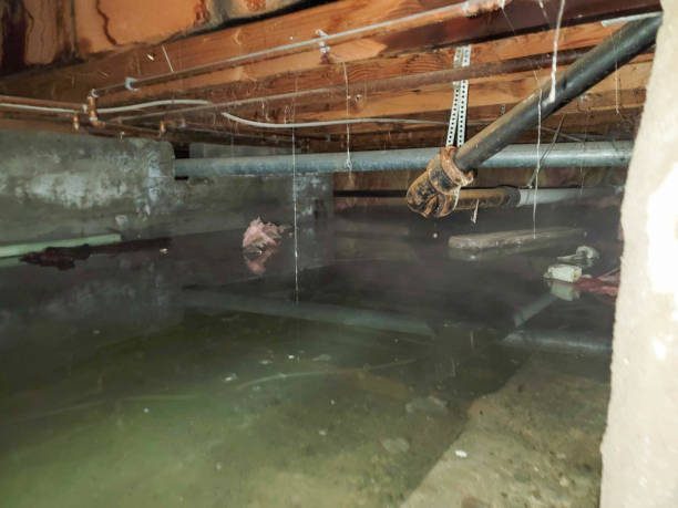Best Local water damage restoration  in Columbia, SC